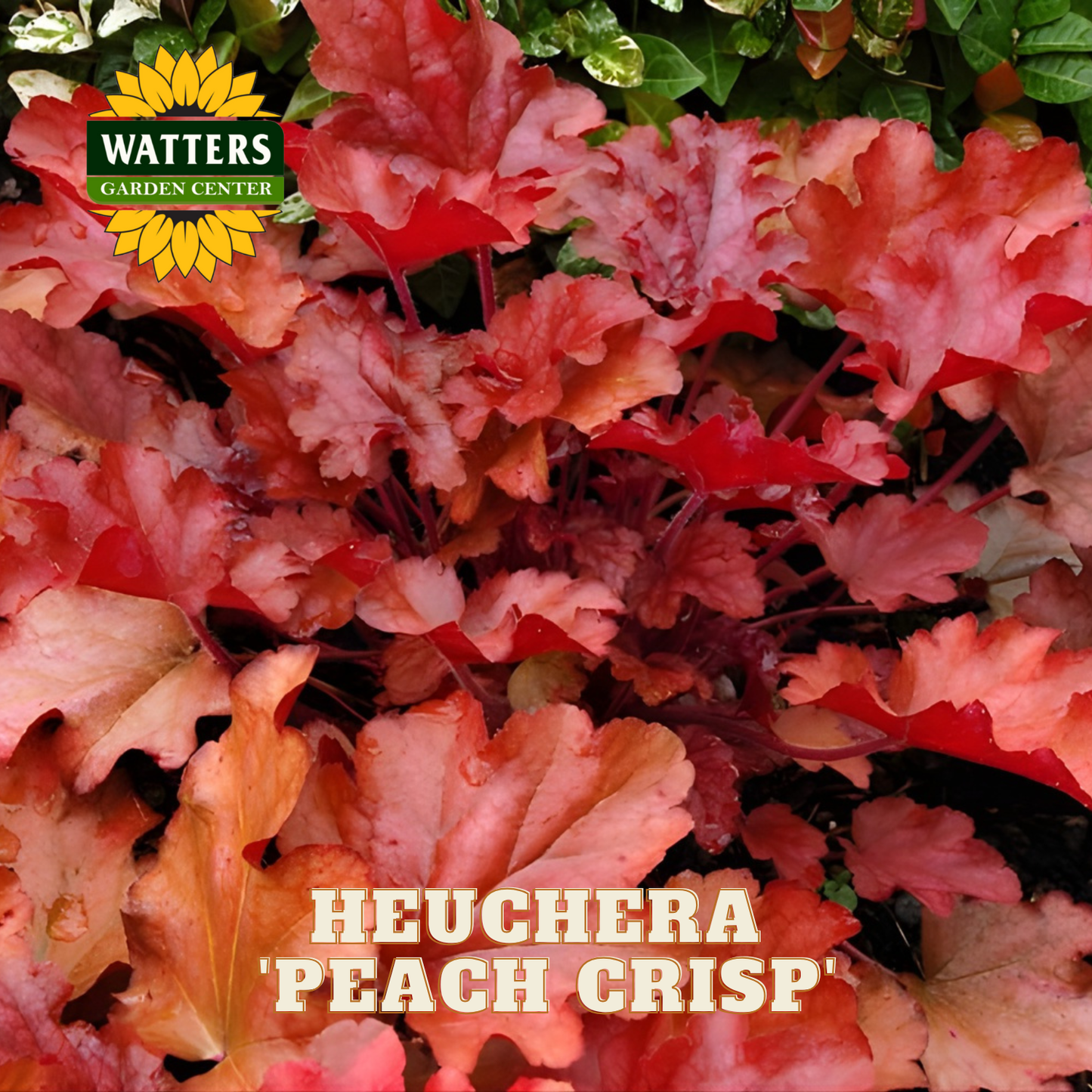 Colorful heuchera plant with 'Peach Crisp' variety and Watters Garden Center logo.