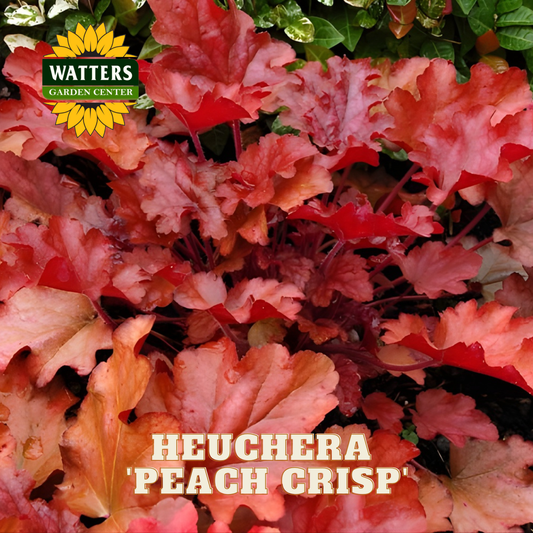 Colorful heuchera plant with 'Peach Crisp' variety and Watters Garden Center logo.