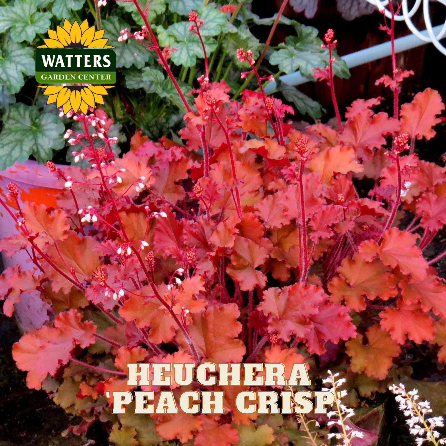 Heuchera 'Peach Crisp' plant with Watters Garden Center logo.