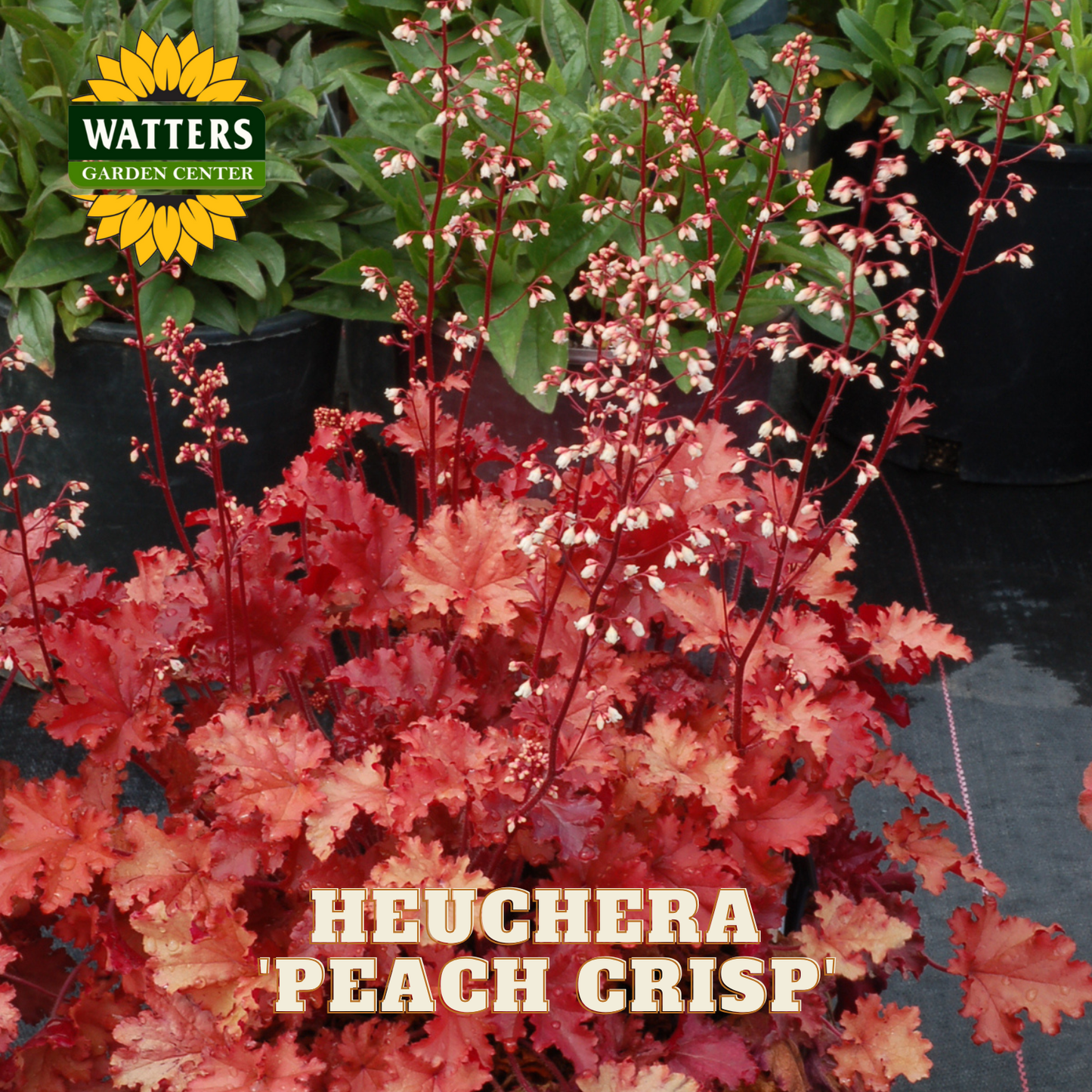 Heuchera 'Peach Crisp' plant with Watters Garden Center logo in the corner.