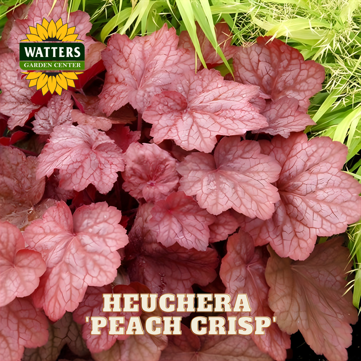 Pink heuchera plant with Watters Garden Center logo and 'Heuchera 'Peach Crisp' ' text.