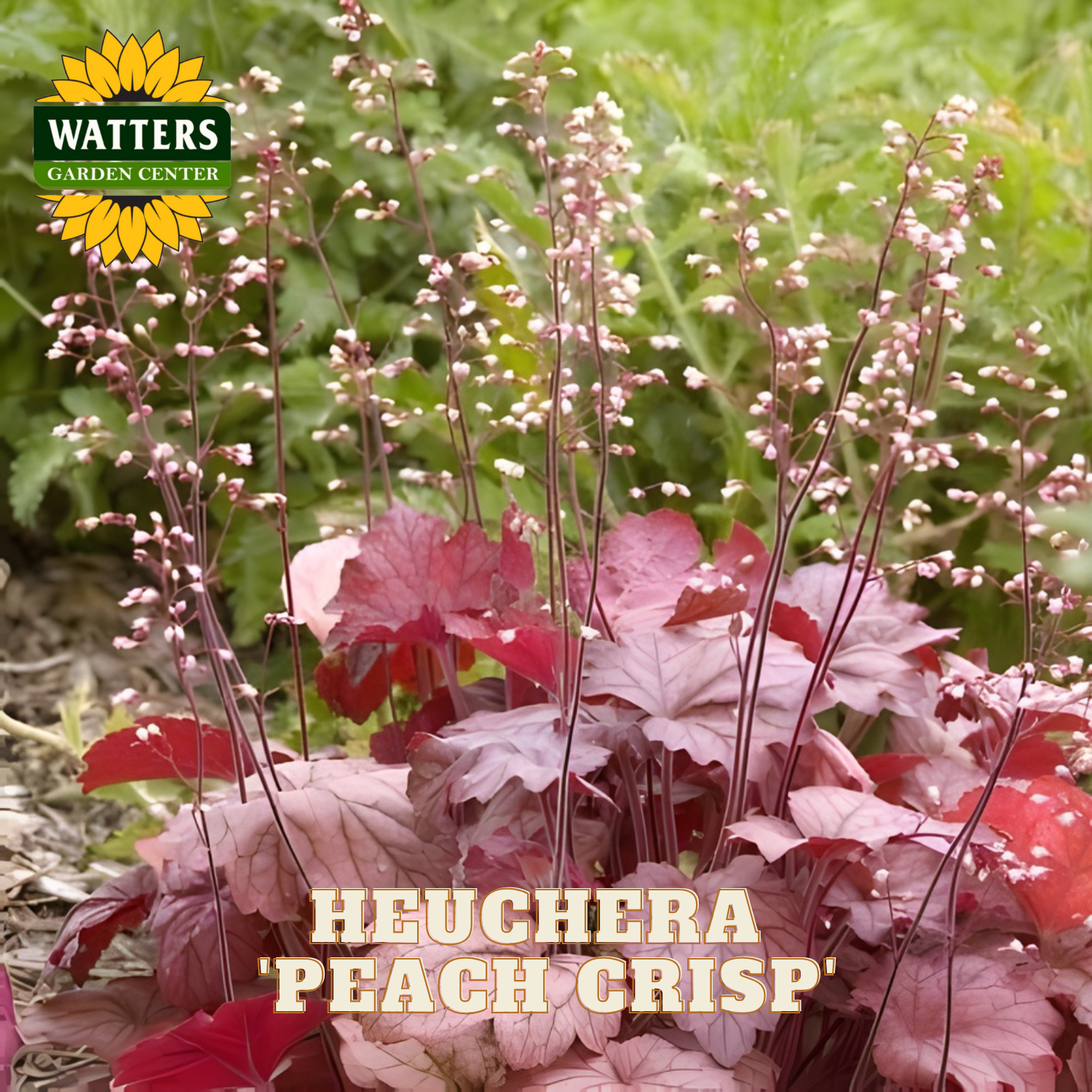 Heuchera 'Peach Crisp' plant with Watters Garden Center branding in the background.