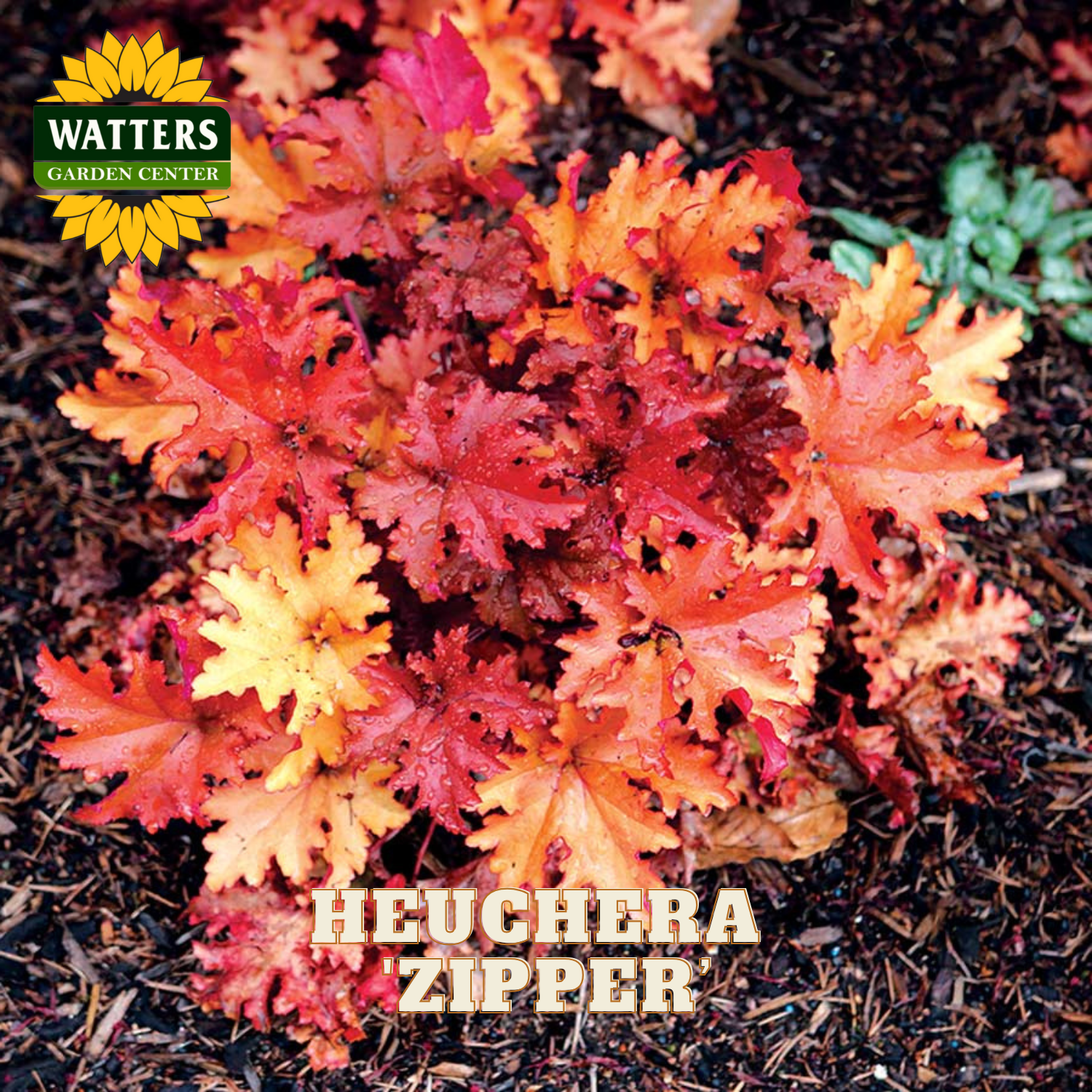Colorful heuchera plant with 'Watters Garden Center' logo and 'Heuchera Zipper' text.