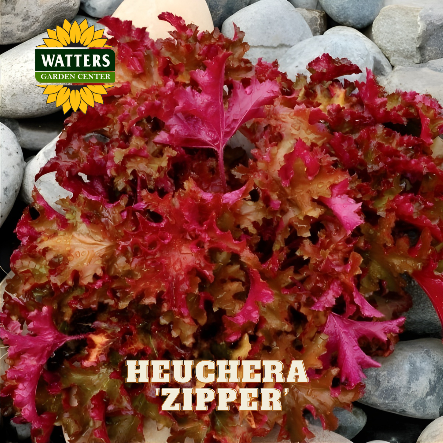 Red and pink heuchera plant with Watters Garden Center logo on a stone background