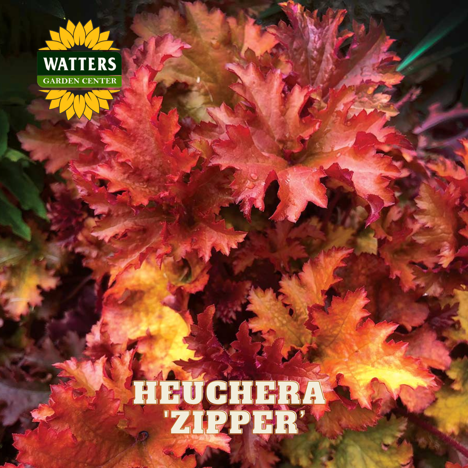 Colorful heuchera plant with Watters Garden Center logo and 'Heuchera 'Zipper' ' text.