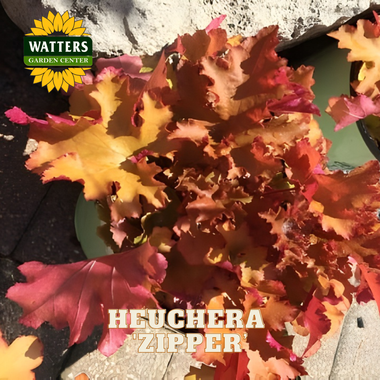 Colorful heuchera plant with 'Watters Garden Center' logo and 'Heuchera Zipper' text.