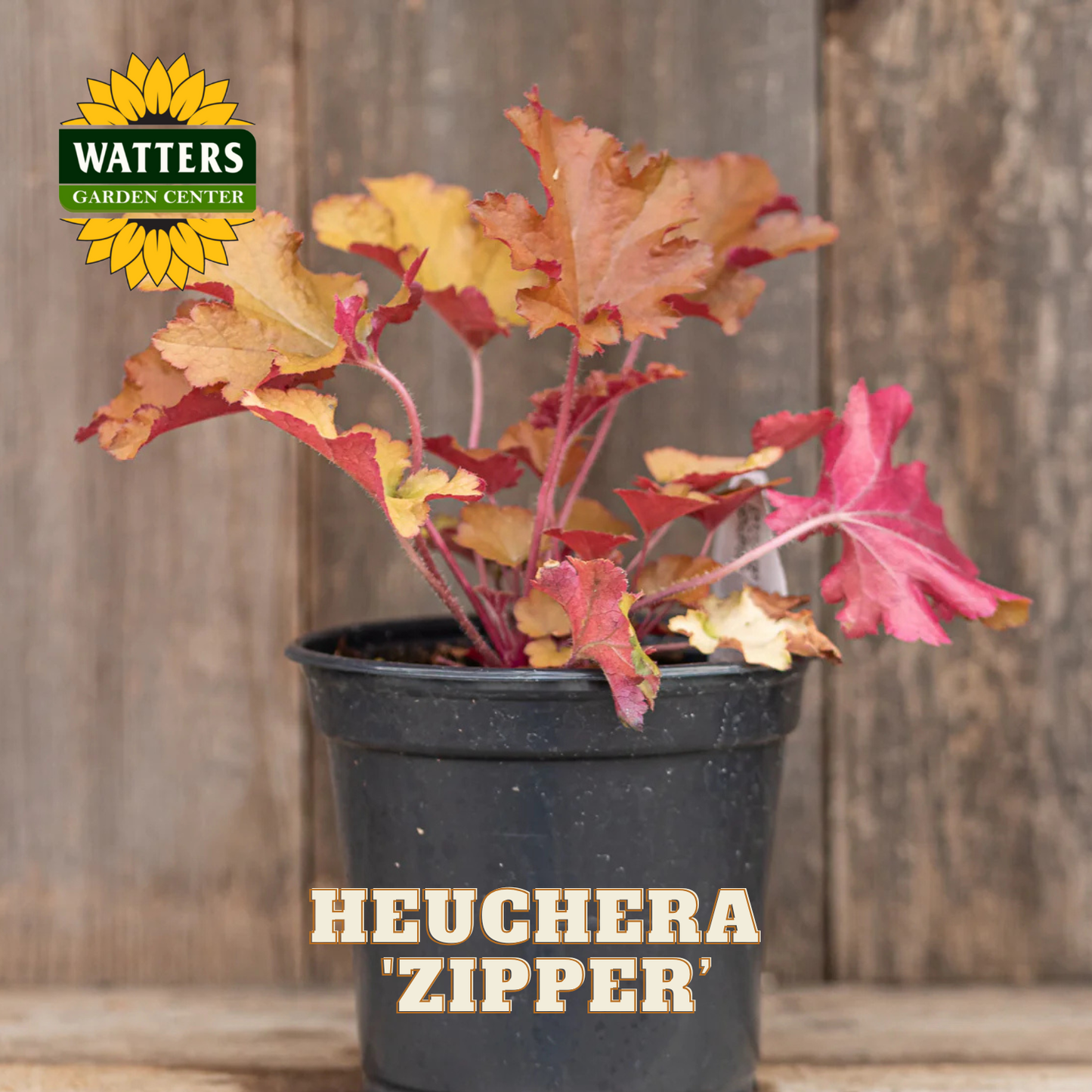 Potted plant labeled 'HEUCHERA 'ZIPPER' with Watters Garden Center logo on a wooden background