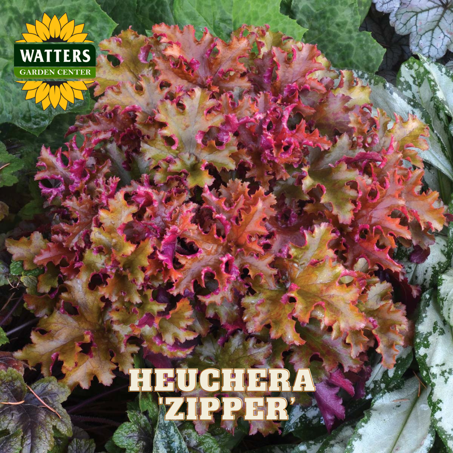 Colorful heuchera plant with 'Zipper' variety labeled, set against a garden background.