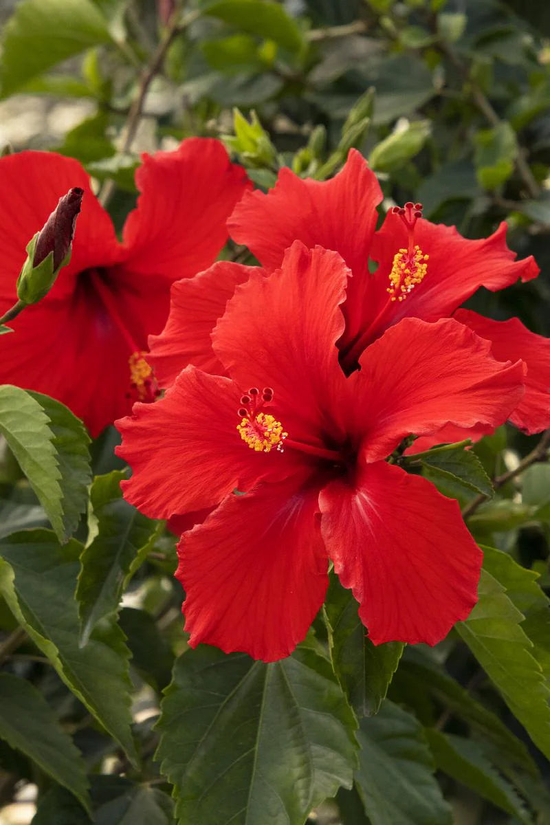BRILLIANT HIBISCUS 2gal