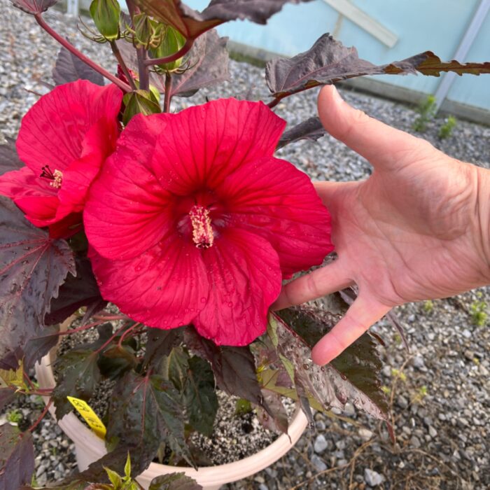 MOONSHADOW MORELLO HARDY HIBISCUS 2gal