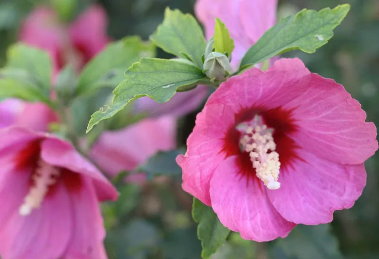 RED DWARF ROSE OF SHARON 3gal