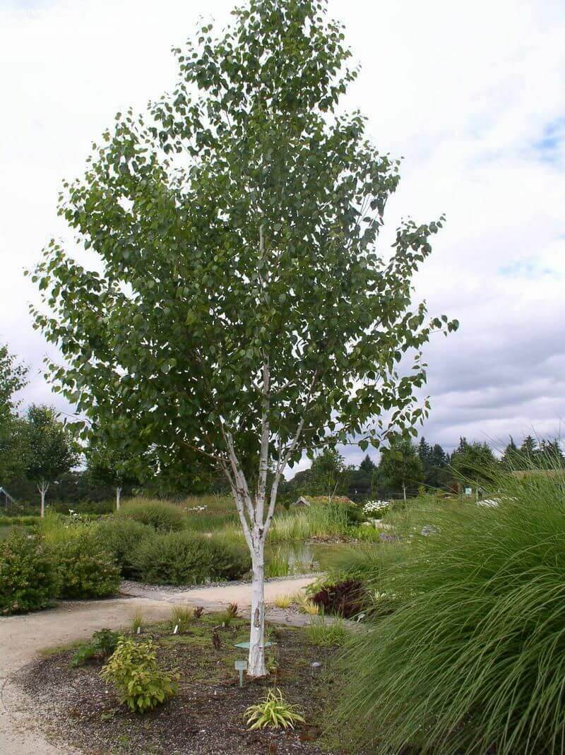 WHITEBARK HIMILAYAN BIRCH 10gal