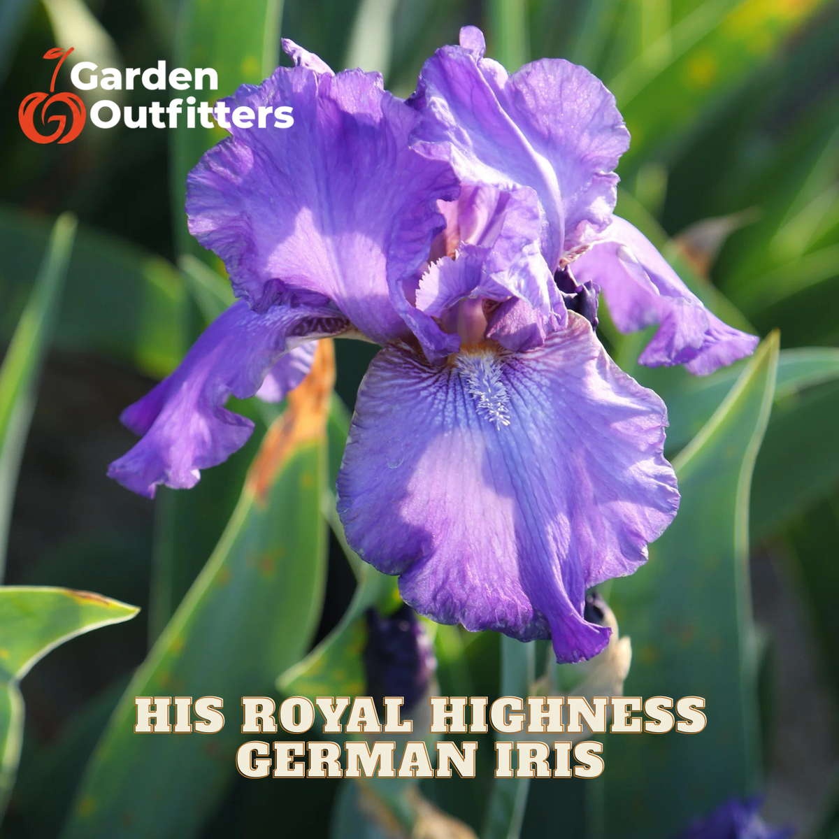 A close-up of a purple German iris flower in bloom with green leaves in the background. The text 'His Royal Highness German Iris' is displayed at the bottom, and the 'Garden Outfitters' logo is in the top-left corner.