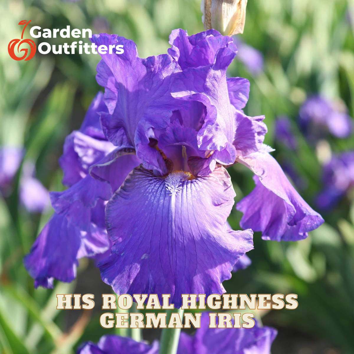 A close-up of a purple German iris flower with text reading 'HIS ROYAL HIGHNESS GERMAN IRIS' and a Garden Outfitters logo, set against a blurred green garden background.