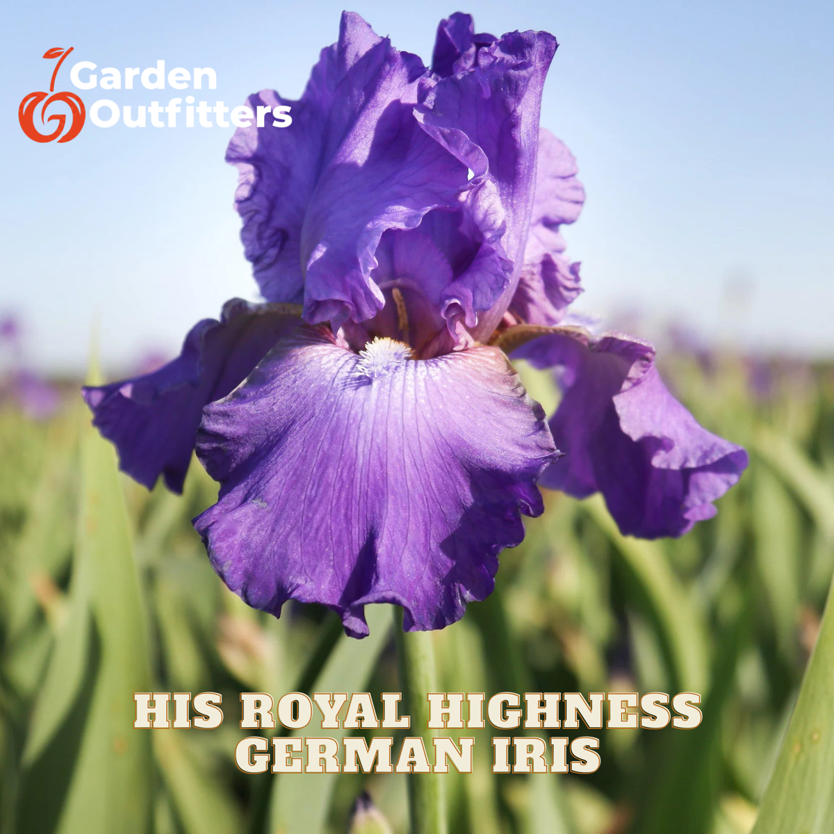 A close-up of a purple German iris flower in a field, with the text 'HIS ROYAL HIGHNESS GERMAN IRIS' and the Garden Outfitters logo overlaid on the image.