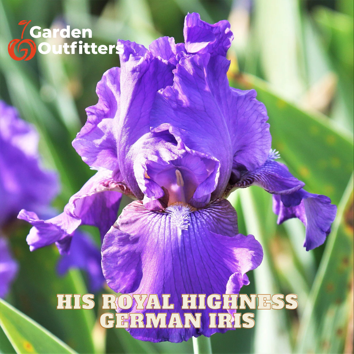 A close-up of a purple German iris flower with text reading 'HIS ROYAL HIGHNESS GERMAN IRIS' and a Garden Outfitters logo, set against green leaves and stems.
