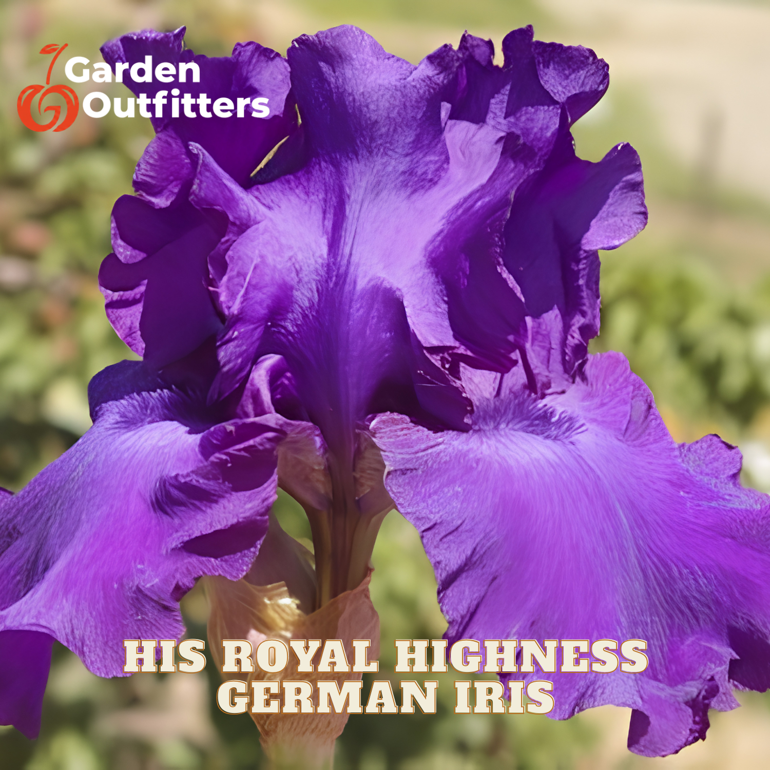 A close-up of a purple German iris flower with the text 'HIS ROYAL HIGHNESS GERMAN IRIS' and a 'Garden Outfitters' logo. The background is a soft-focus outdoor garden setting.