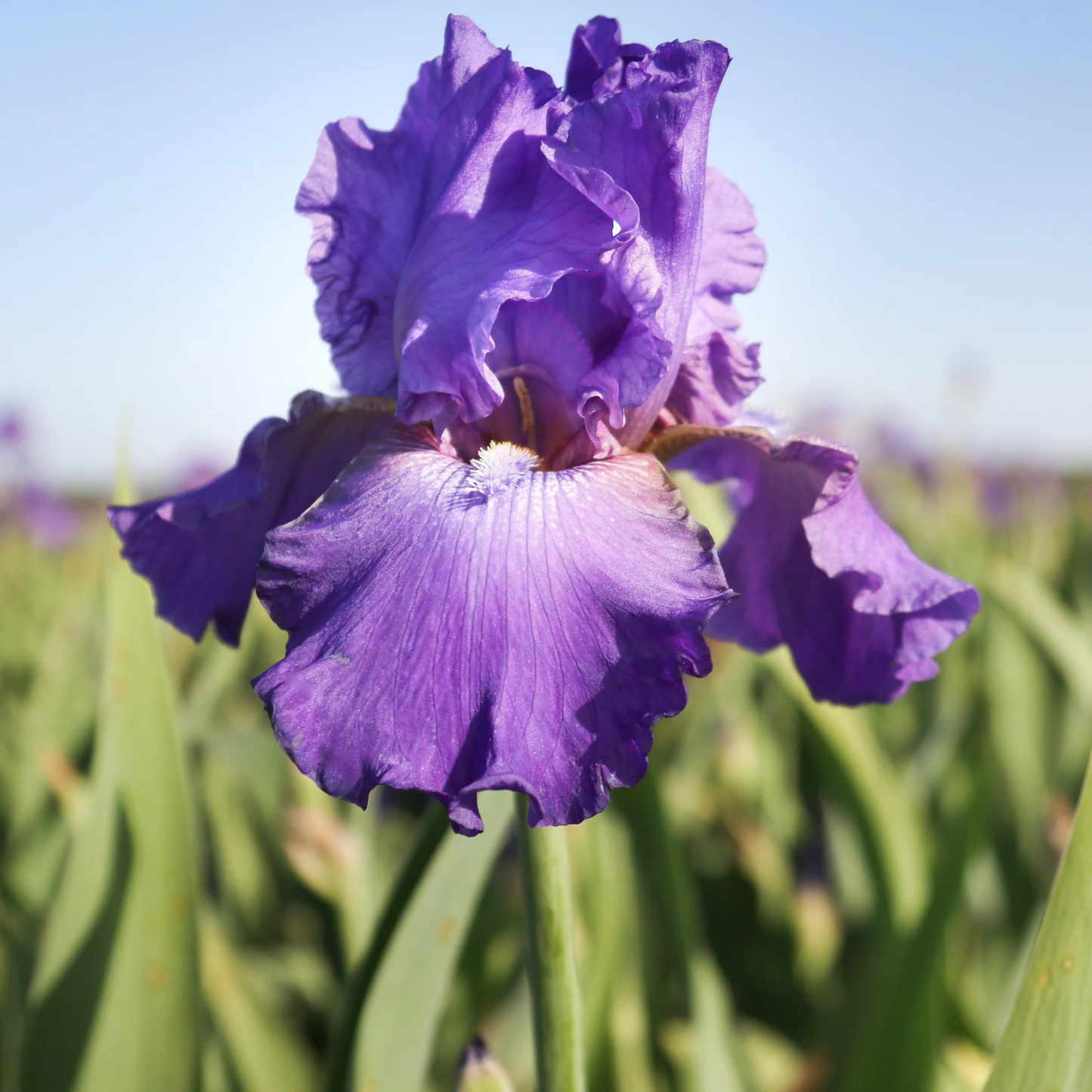A close-up of a purple iris flower in full bloom with green leaves and a soft-focus field background under a pale blue sky.
