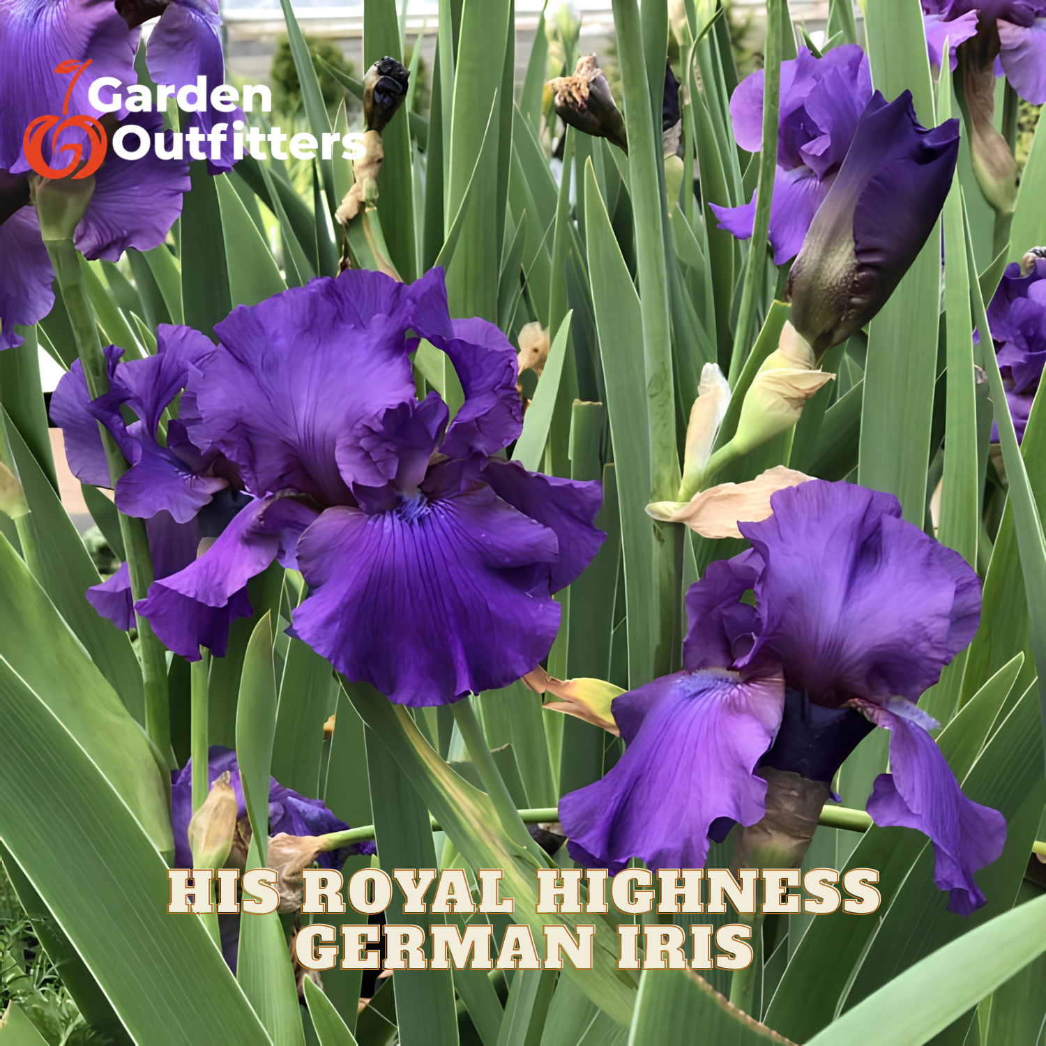 Close-up of a purple German iris flower among green leaves, with text reading 'HIS ROYAL HIGHNESS GERMAN IRIS' and a Garden Outfitters logo.
