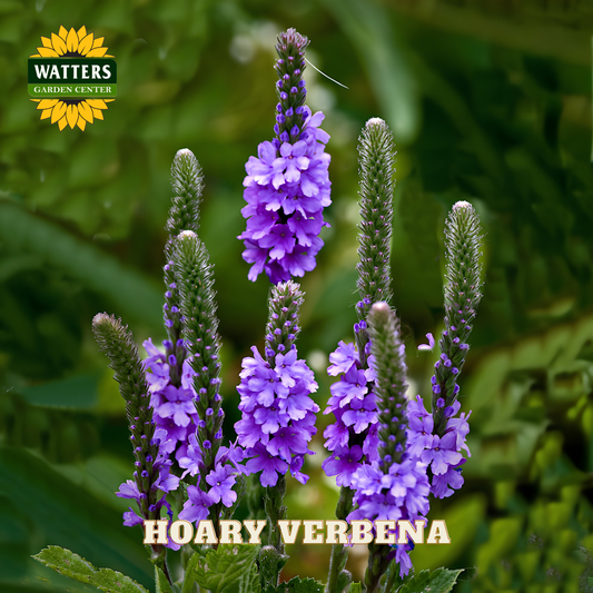 Purple hoary verbena flowers with Watters Garden Center logo in the corner.