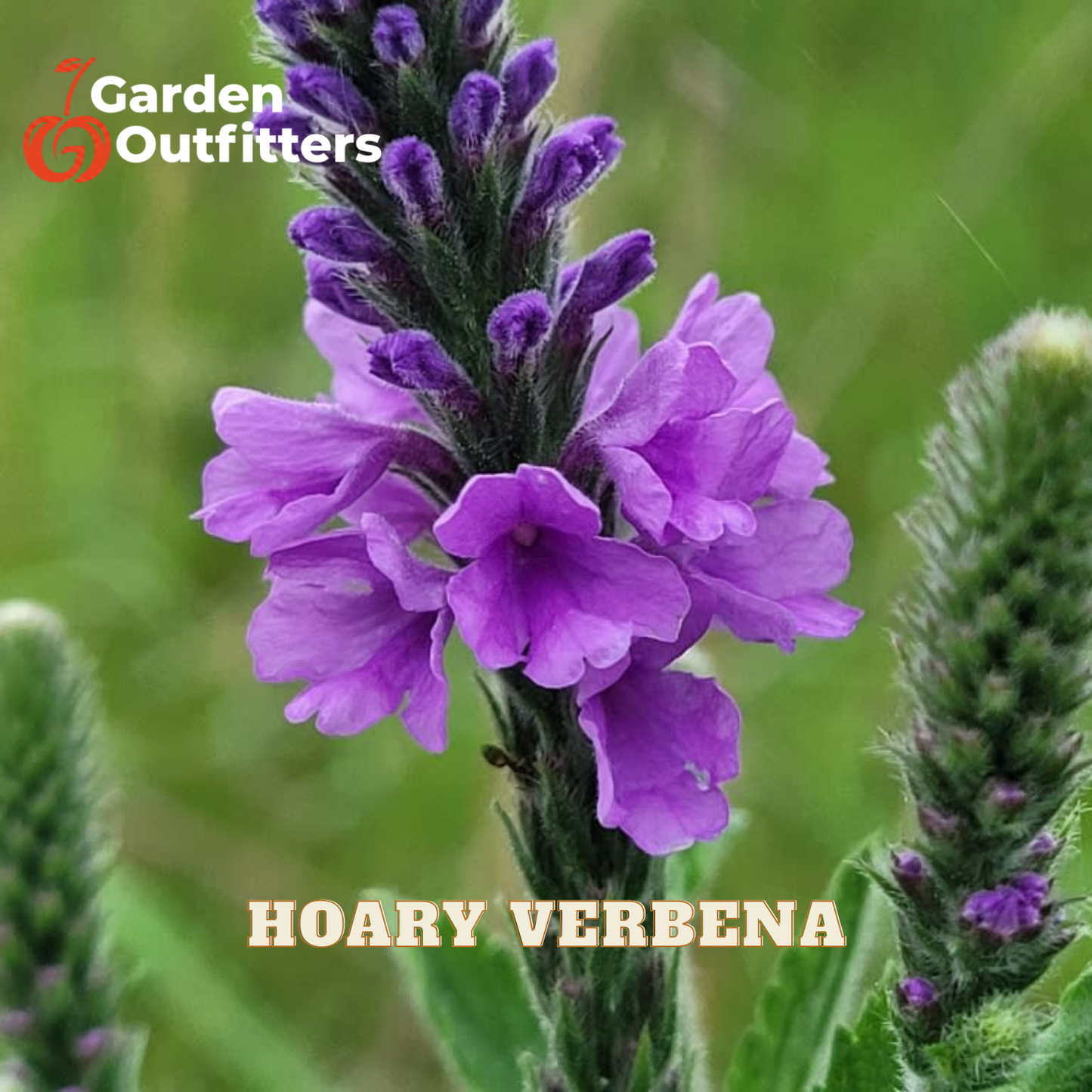 A close-up of a purple flowering herb spike labeled 'HOARY VERBENA' with the Garden Outfitters logo in the top left corner, set against a blurred green natural background.