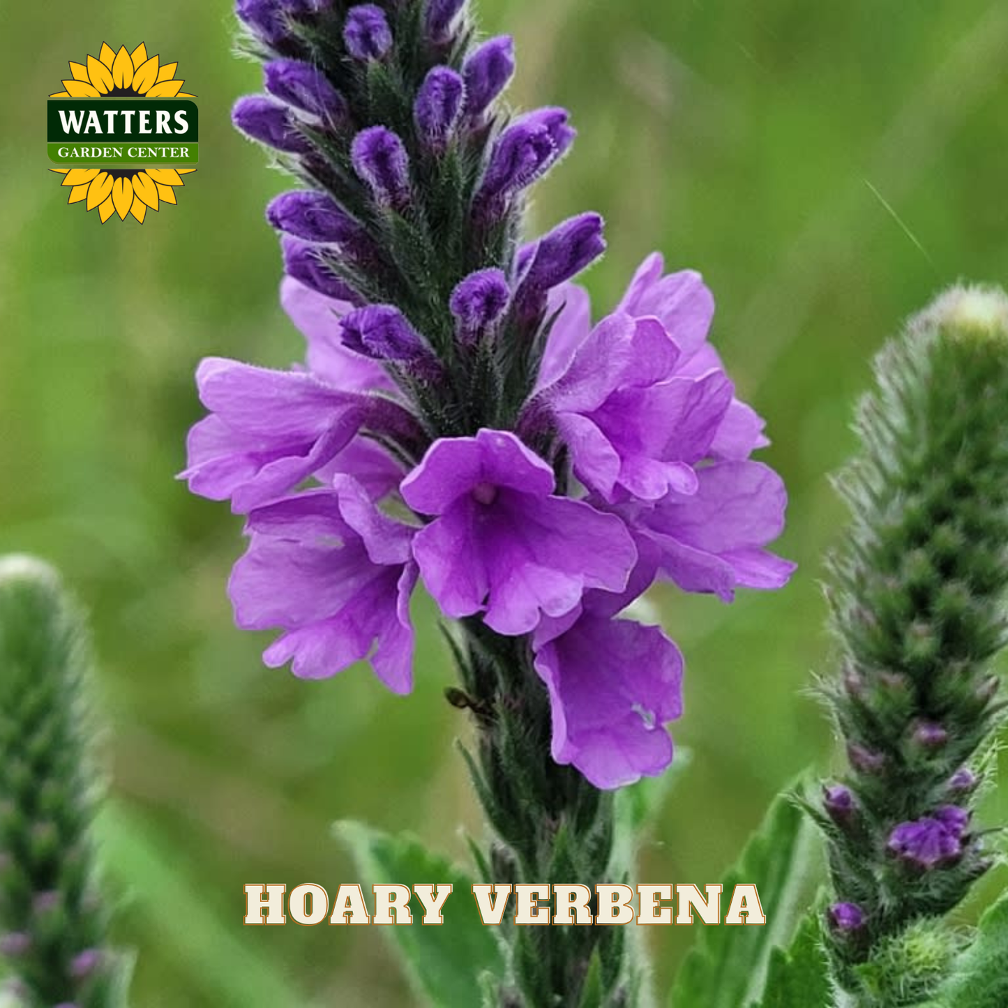 Purple hoary verbena flowers with Watters Garden Center logo in the corner.