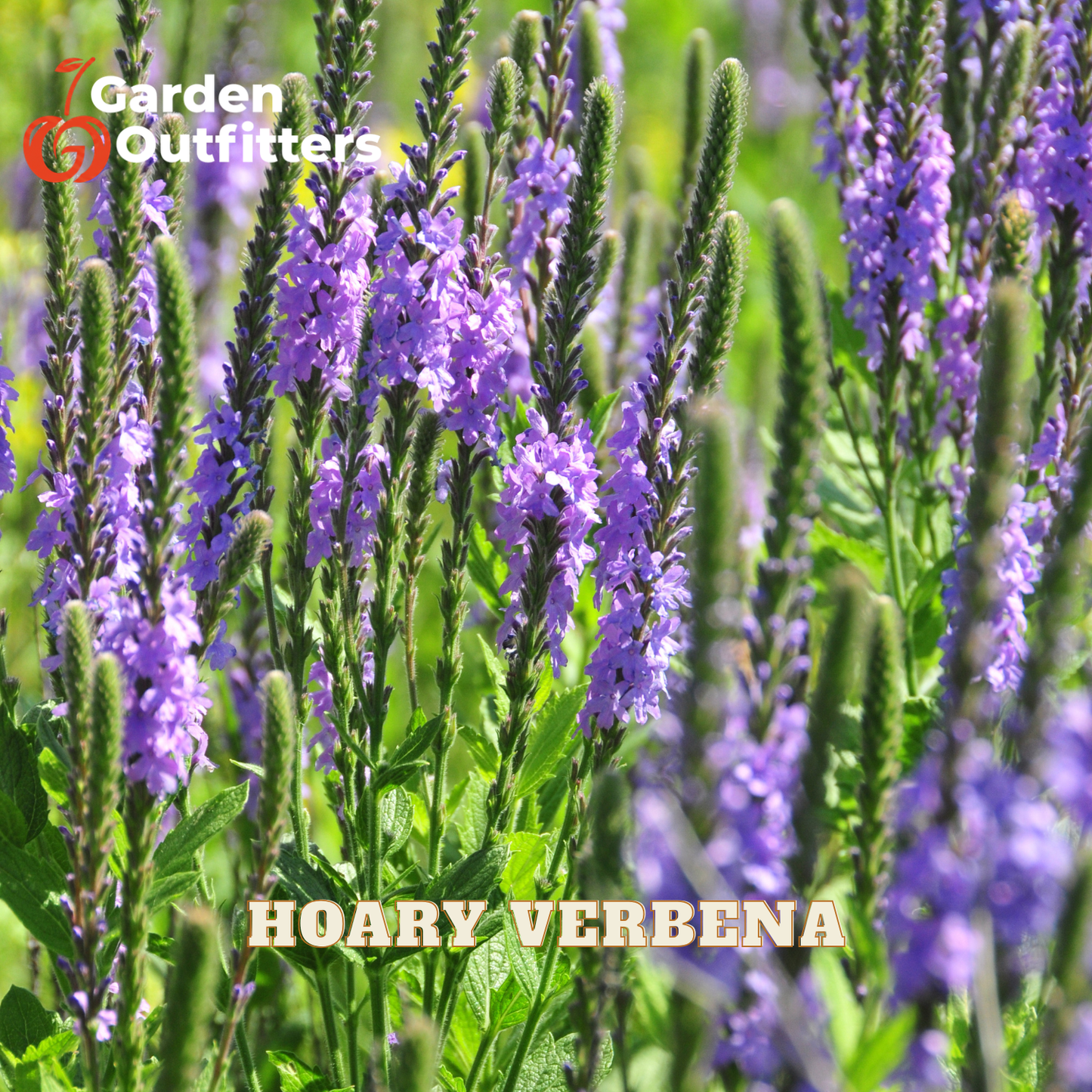 Purple hoary verbena flowers in tall spikes with green foliage, shown in a garden-style close-up. The text 'HOARY VERBENA' appears at the bottom, and the 'Garden Outfitters' logo appears in the top left corner.