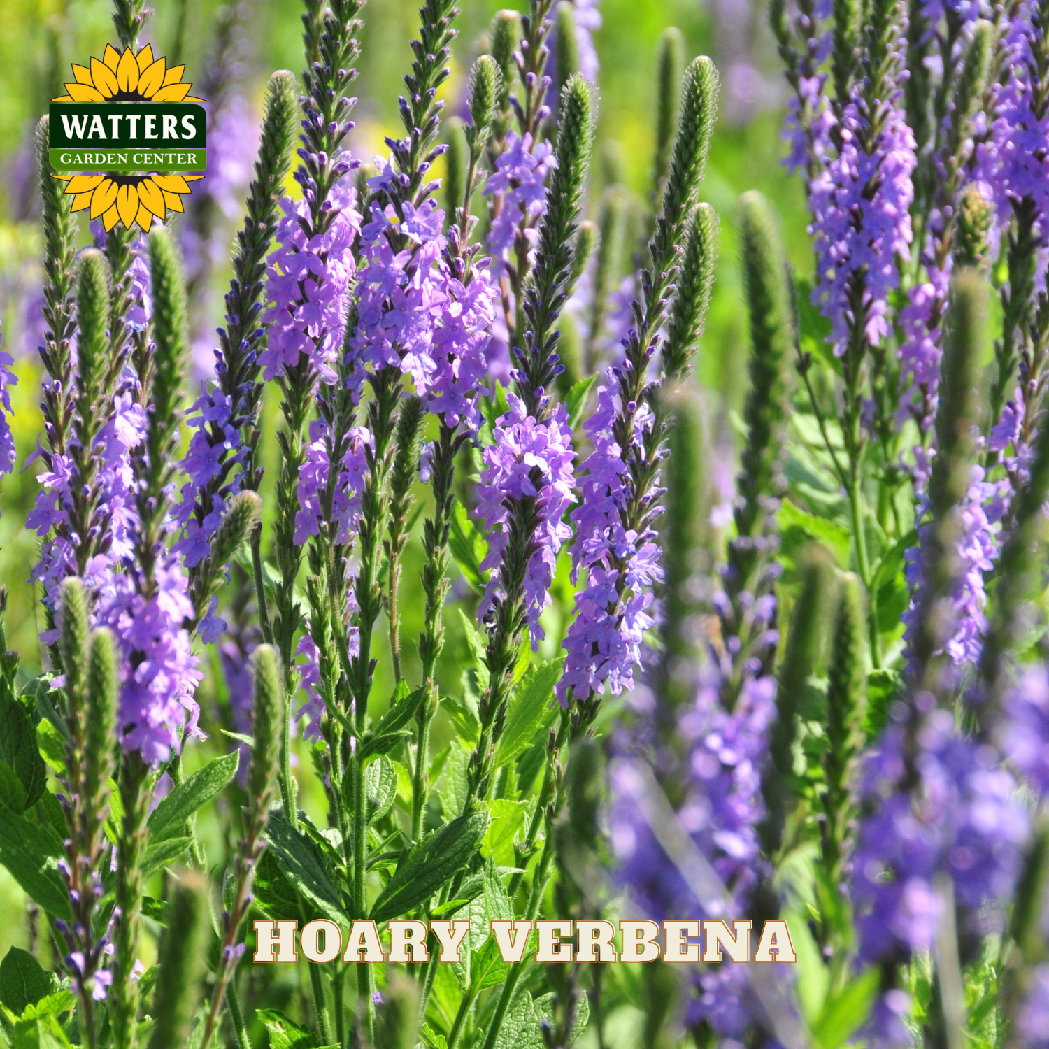 Purple flowers with green leaves and Watters Garden Center logo.