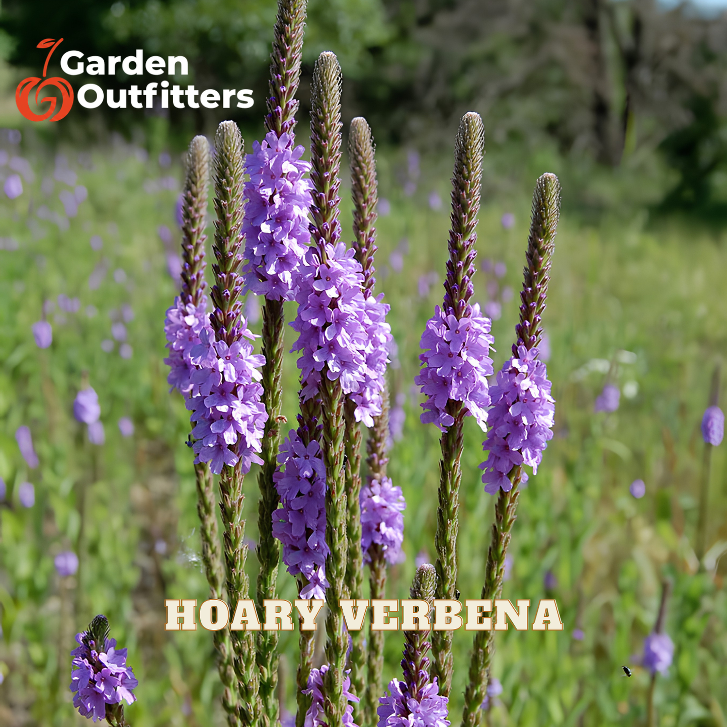 Purple hoary verbena flowers blooming in a grassy field, with Garden Outfitters branding in the top left and 'HOARY VERBENA' text at the bottom.