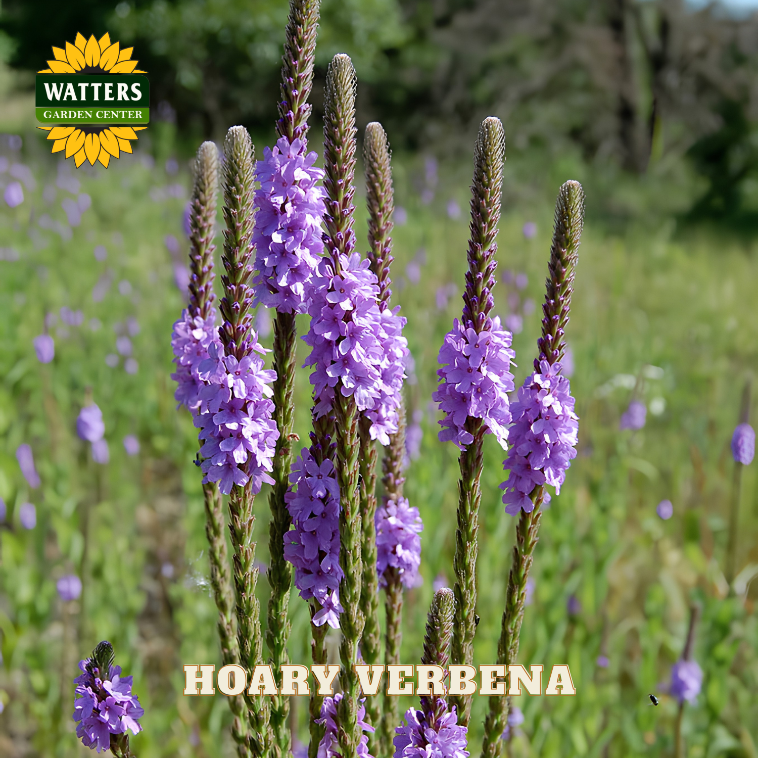 Purple hoary verbena flowers with Watters Garden Center logo in the corner.
