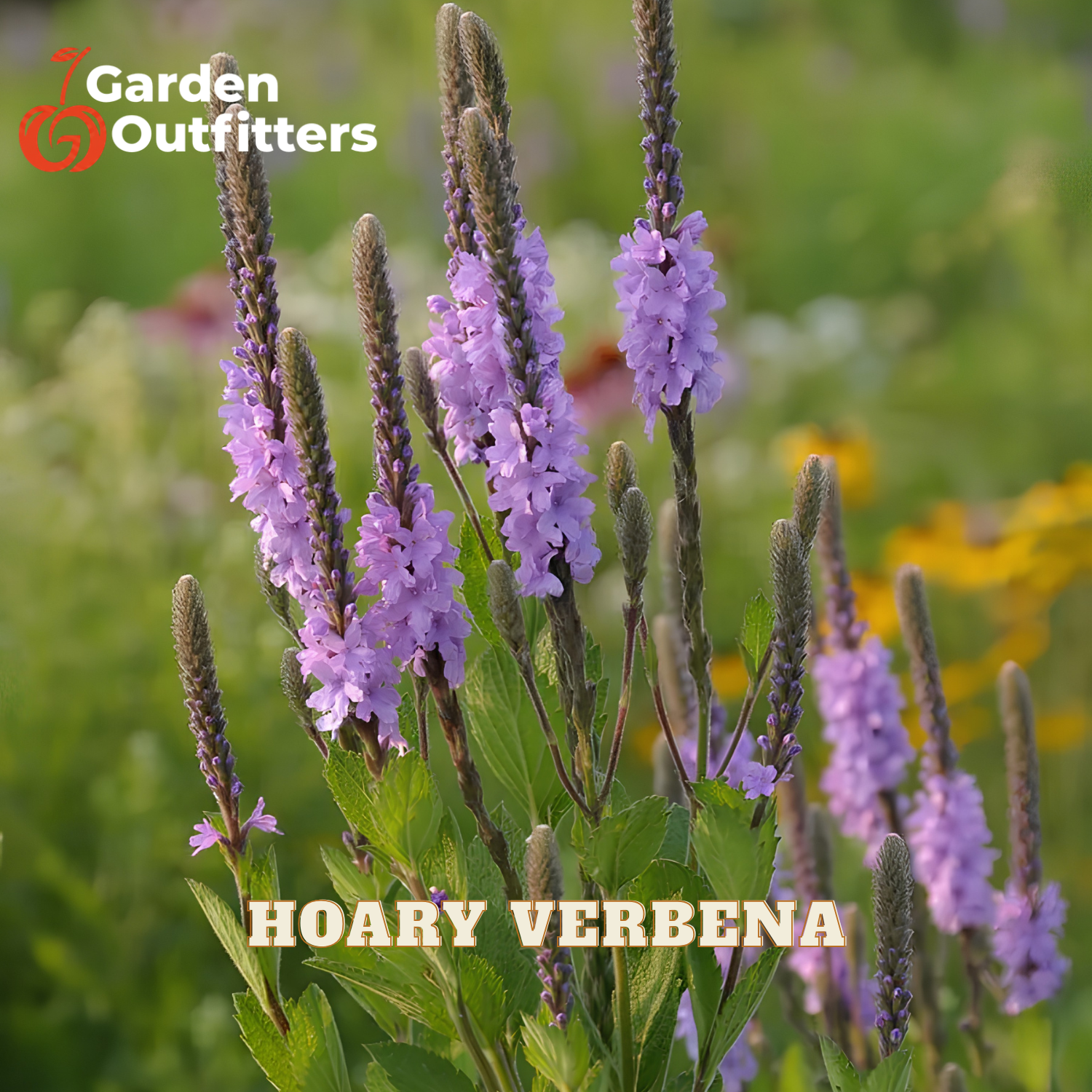 Purple hoary verbena flowers with green leaves in a garden setting, featuring the Garden Outfitters logo in the top left and 'HOARY VERBENA' text at the bottom.