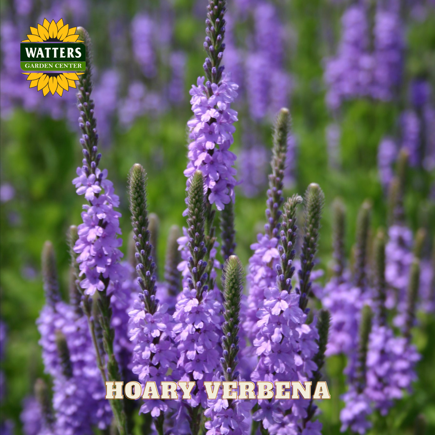 Purple hoary verbena flowers with Watters Garden Center logo in the corner.