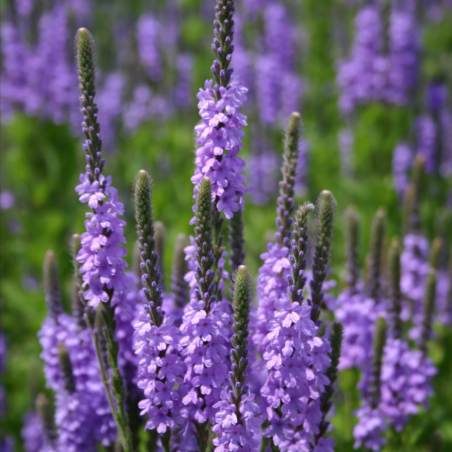 Close-up of purple flower spikes growing in a field, with green foliage and a softly blurred background of similar flowers.