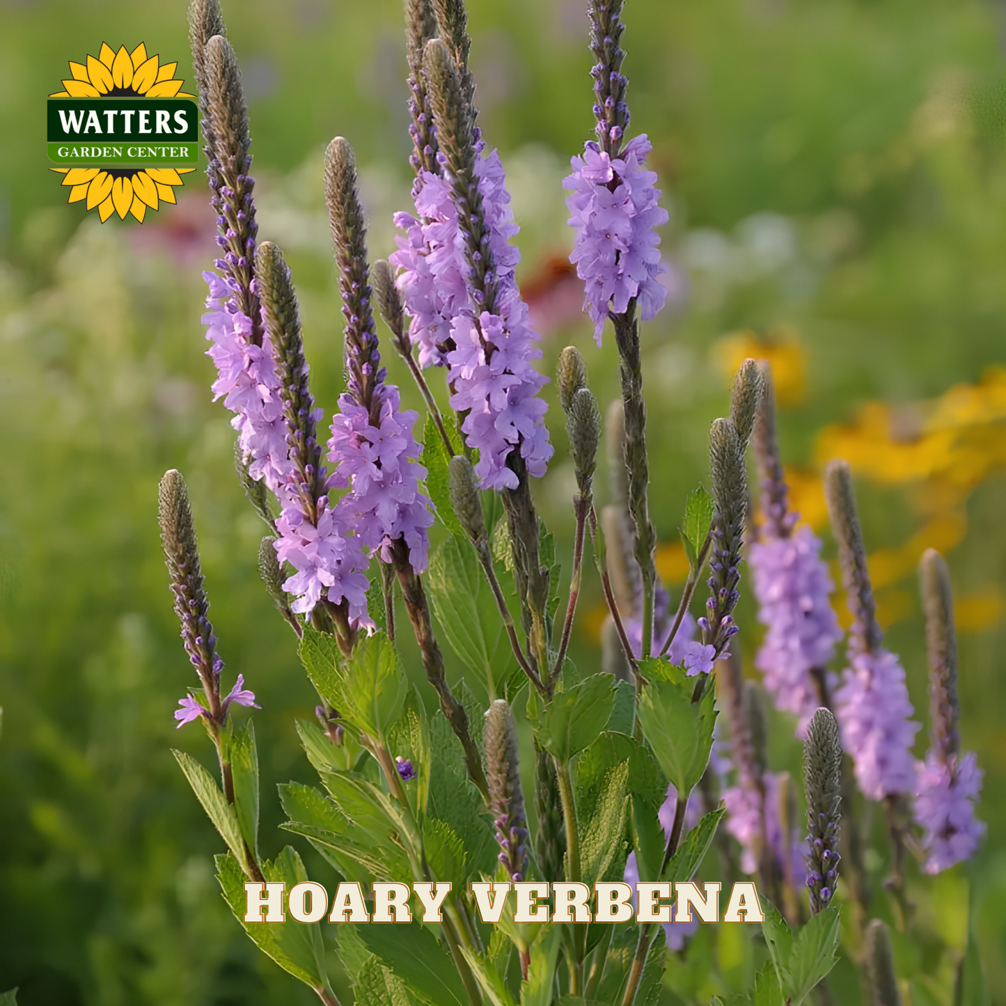 Hoary Verbena plant with purple flowers and green leaves, branded with Watters Garden Center.