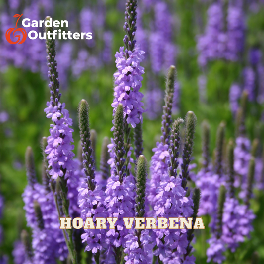 Purple hoary verbena flowers in a field with green foliage, featuring the Garden Outfitters logo in the top left and 'HOARY VERBENA' text at the bottom.