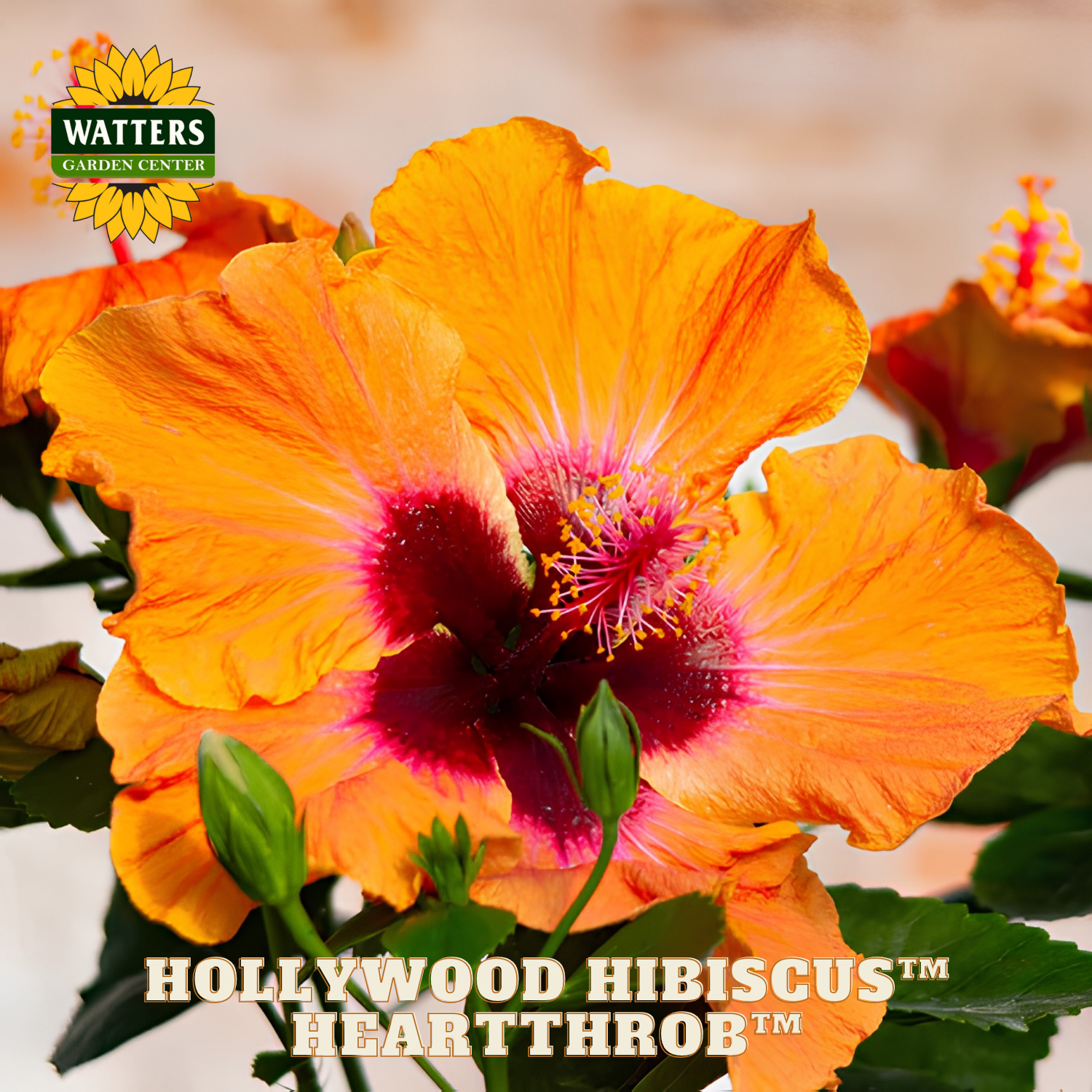 Orange hibiscus flower with pink center, labeled 'Hollywood Hibiscus Heart Throbbing', on a blurred background with Watters Garden Center logo.