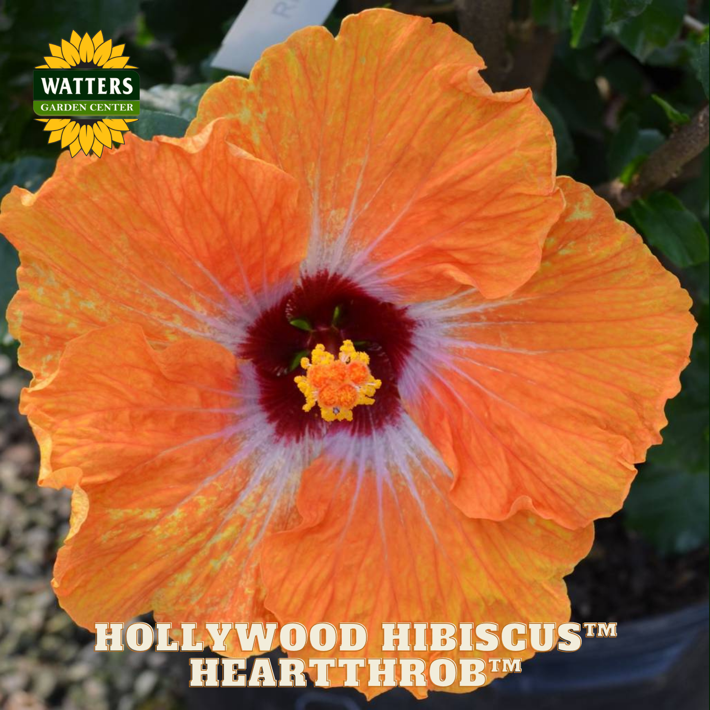 Orange hibiscus flower with a dark center, labeled 'Hollywood Hibiscus Heartthrob', on a blurred natural background.