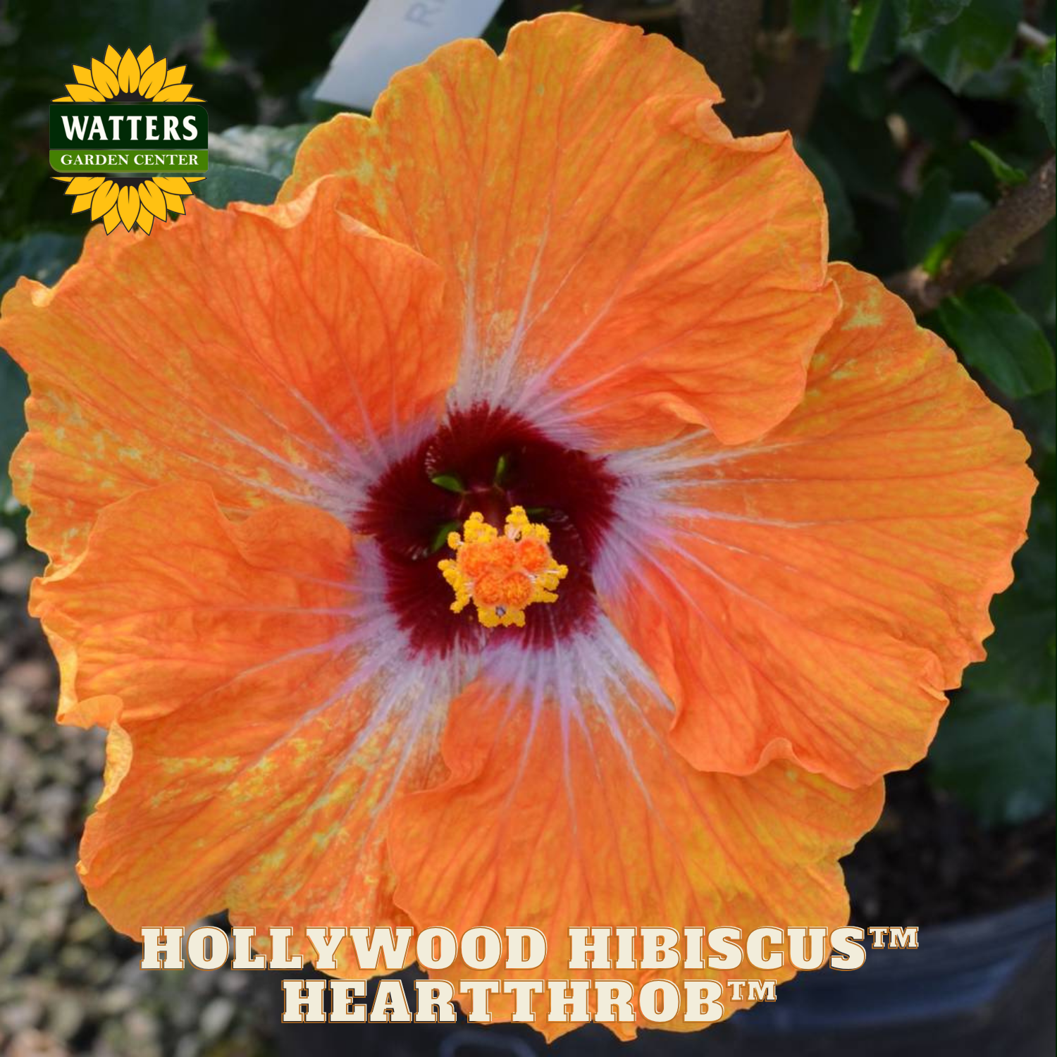 Orange hibiscus flower with a dark center, labeled 'Hollywood Hibiscus Heartthrob', on a blurred natural background.