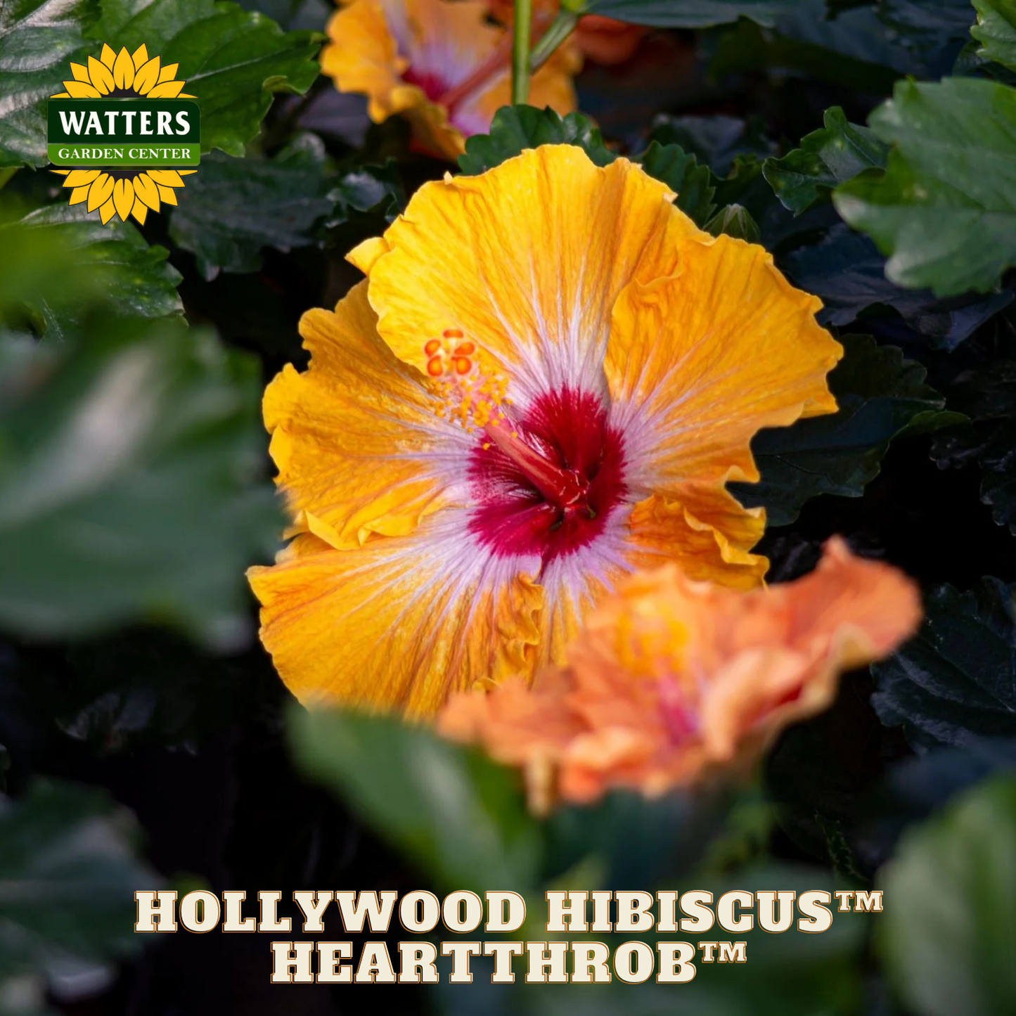 Yellow and red hibiscus flower with Watters Garden Center branding.