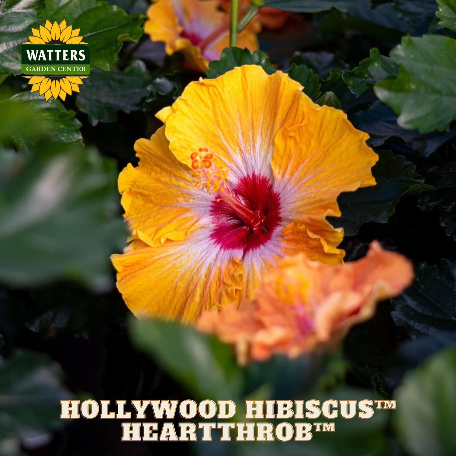 Yellow and red hibiscus flower with Watters Garden Center branding.