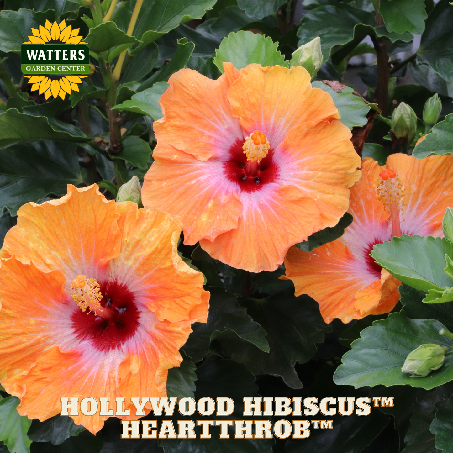 Orange and pink hibiscus flowers with 'Watters Garden Center' logo.