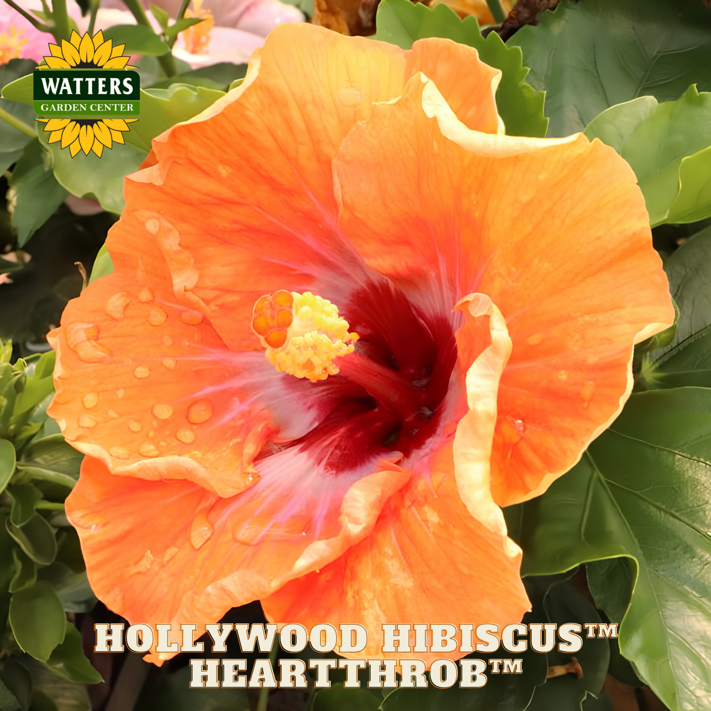 Orange hibiscus flower with red center on green leaves, Watters Garden Center logo visible.