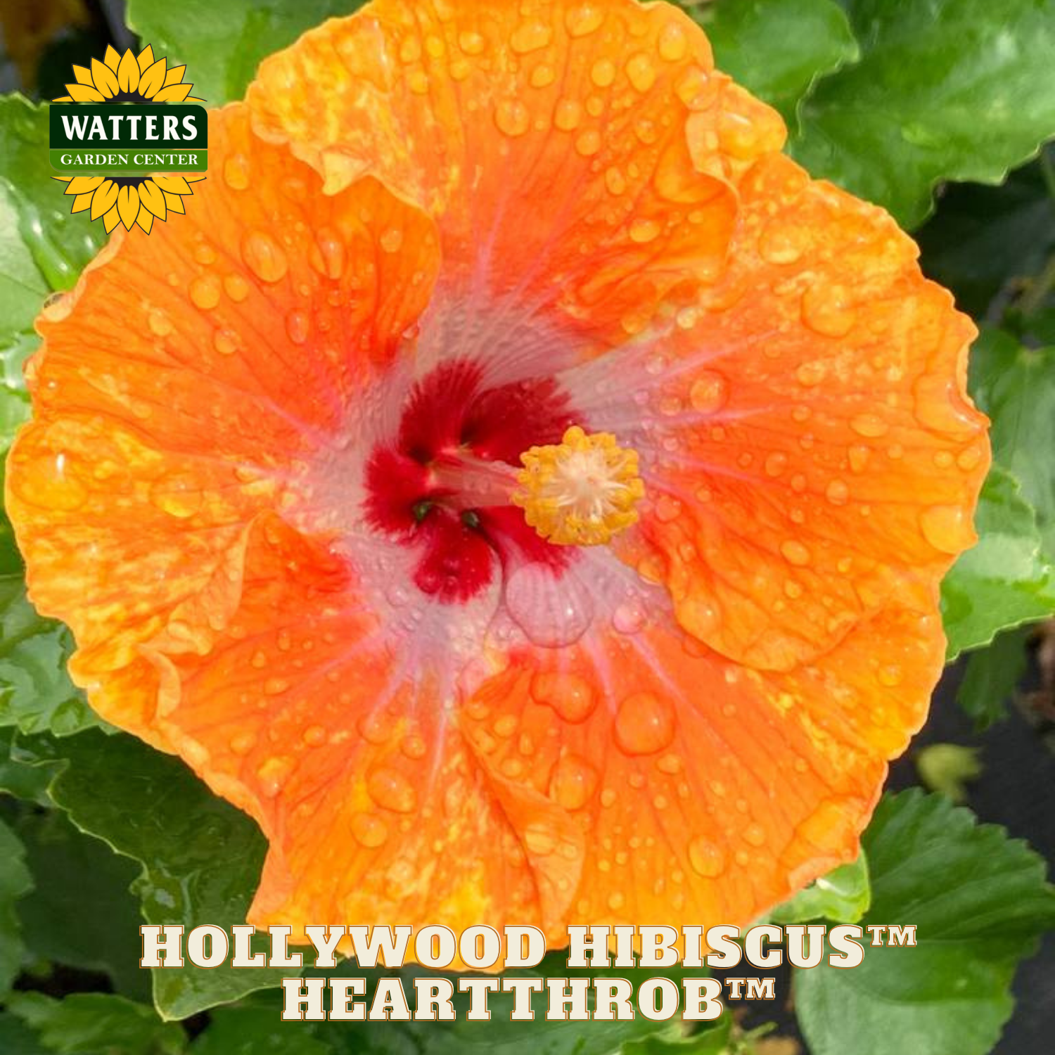 Orange hibiscus flower with water droplets on a green leaf background, featuring Watters Garden Center branding.