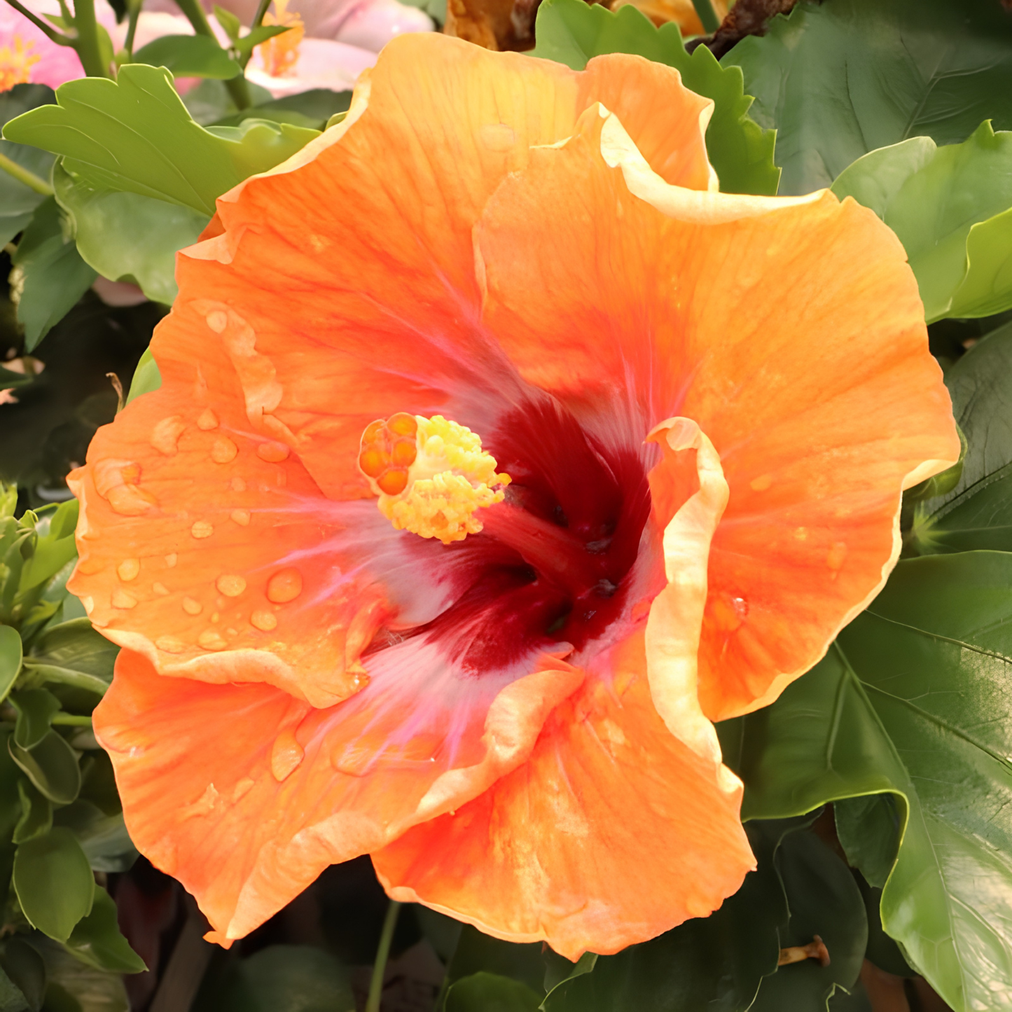 Close-up of an orange and red flower with green leaves in the background