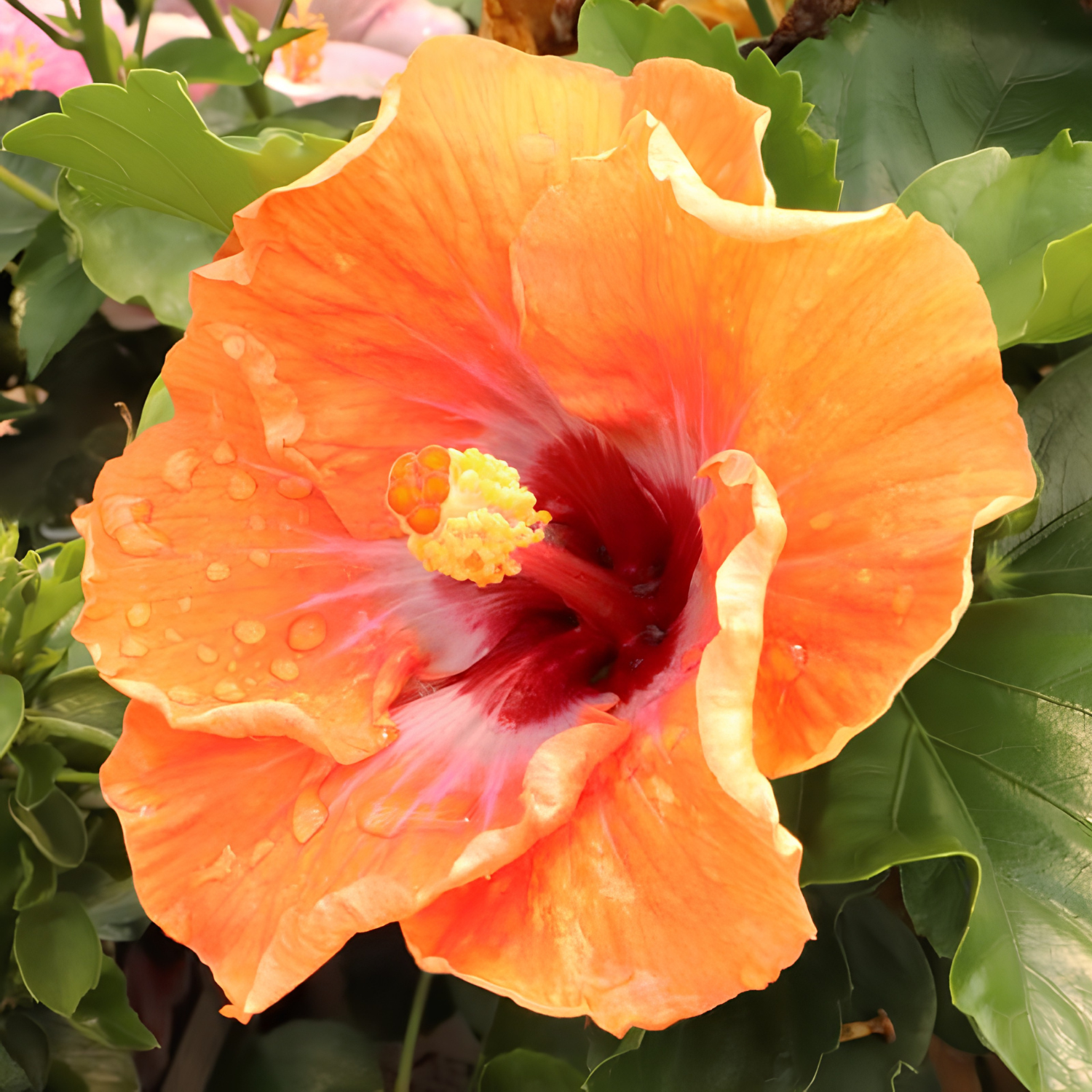 Close-up of an orange and red flower with green leaves in the background