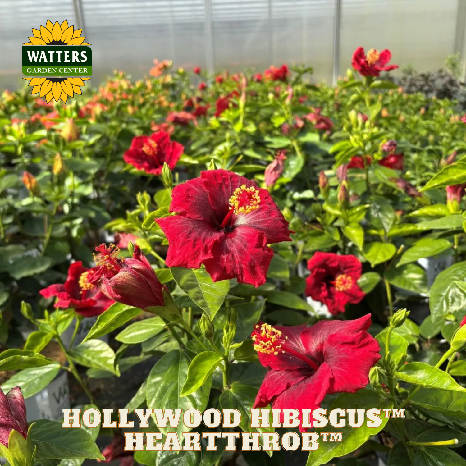 Red hibiscus flowers with 'Watters Garden Center' logo in a greenhouse setting.