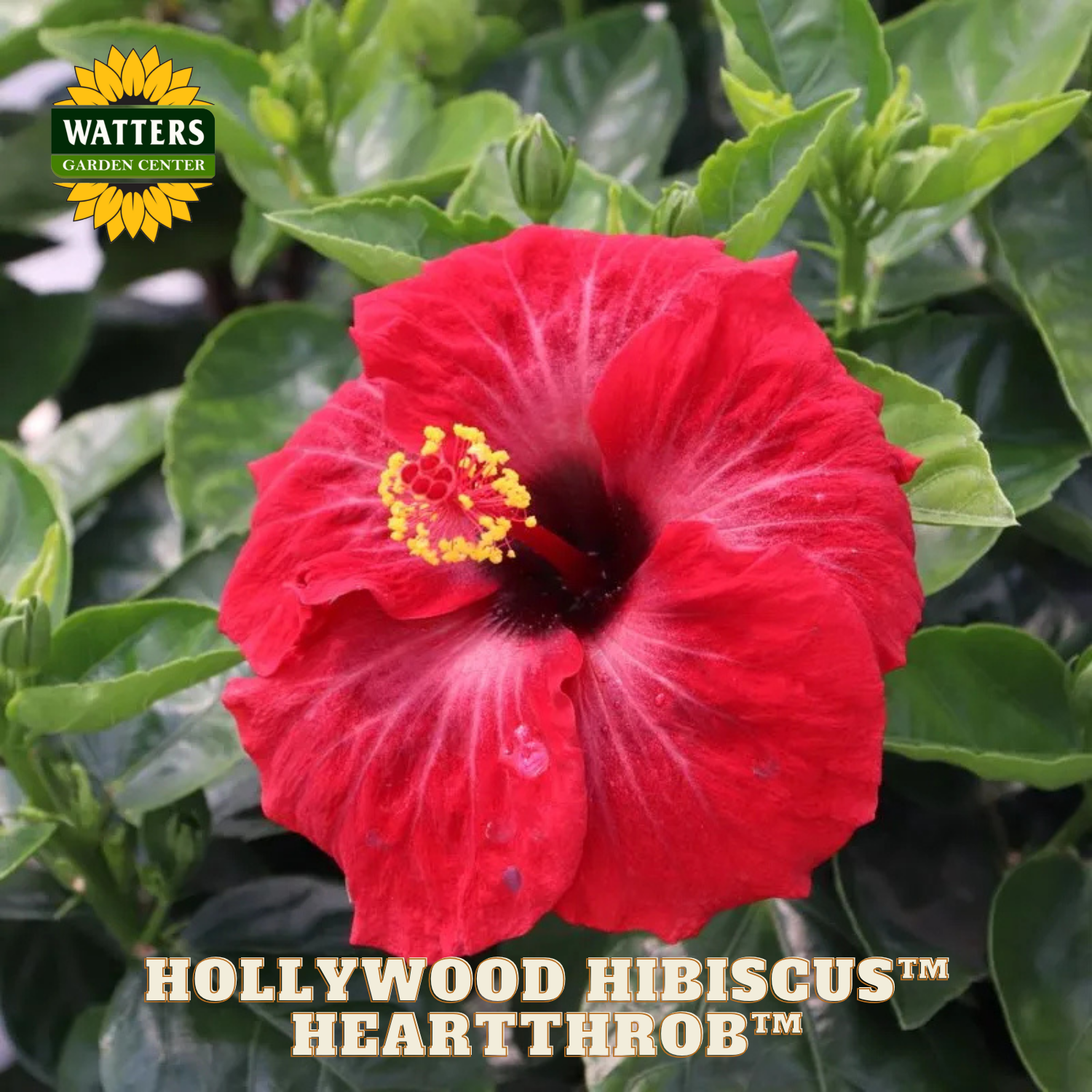 Red hibiscus flower with green leaves and Watters Garden Center logo.