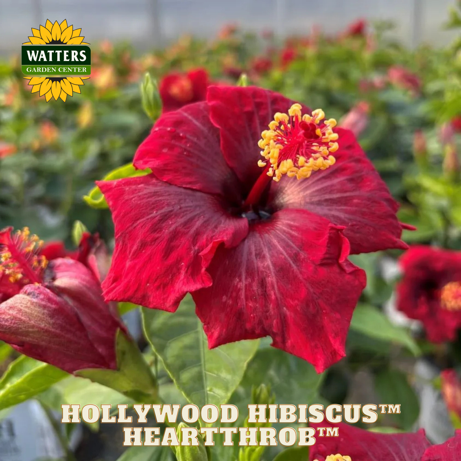 Red hibiscus flower with 'Watters Garden Center' logo and 'Hollywood Hibiscus Heartthrob' text.