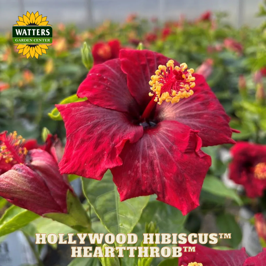 Red hibiscus flower with 'Watters Garden Center' logo and 'Hollywood Hibiscus Heartthrob' text.