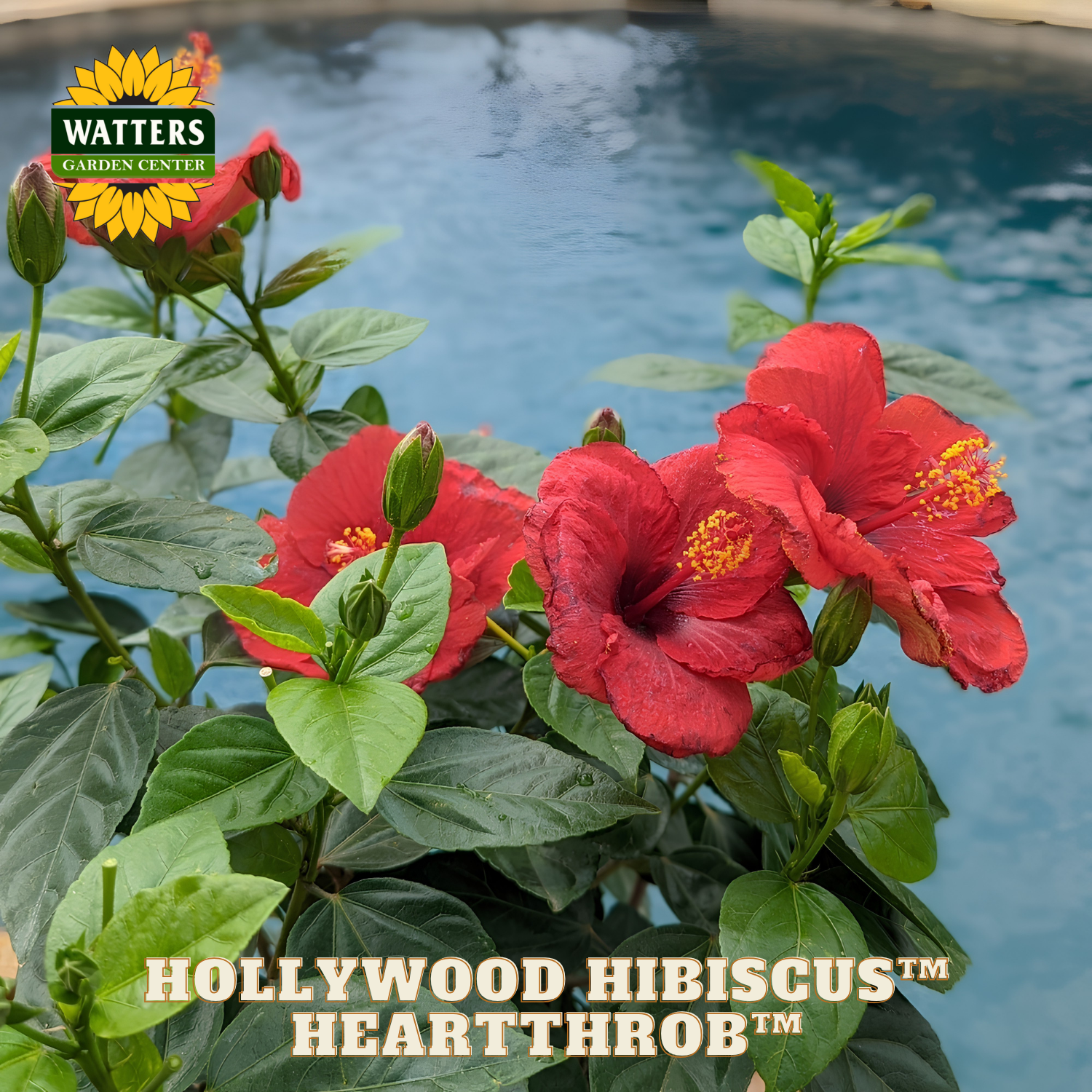 Red hibiscus flowers with green leaves in front of a pool, featuring Watters Garden Center branding.